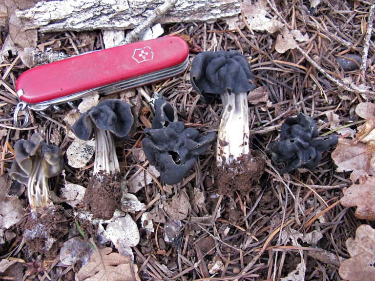Helvella dryophila
